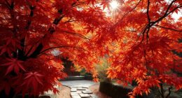 autumn leaf viewing tradition
