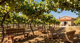 casual vineyard lodging experience